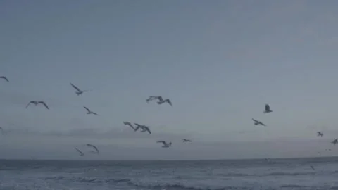 Seagull in Winter at the Beach in Denmark / cinematic video Stock Footage 173078152