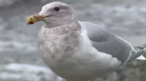 A Seagull in Winter Beach Stock Footage 592545