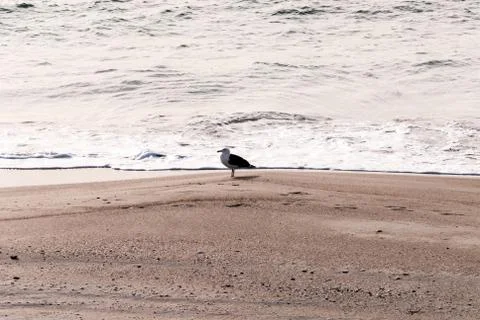 A seagull on a winter beach Stock Photos