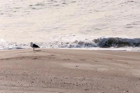 A seagull on a winter beach Foto stock