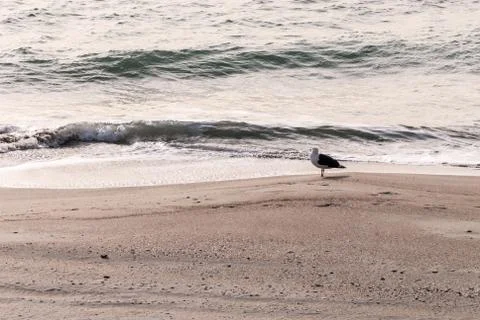 A seagull on a winter beach Stock Photos