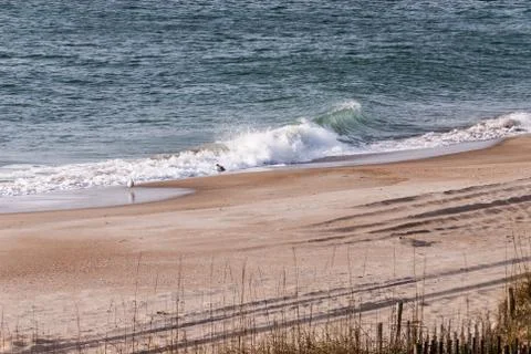A seagull on a winter beach Stock Photos