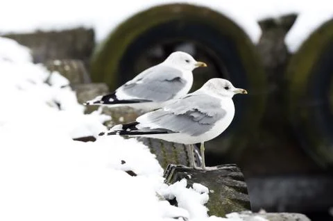 Seagull at winter time Stock Photos