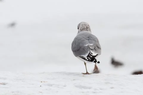 Seagull at winter time Stock Photos