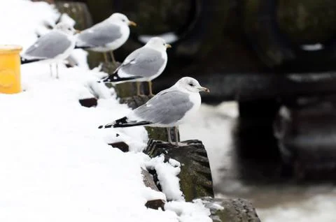Seagull at winter time Stock Photos