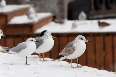 Seagull at winter time Stock Photos