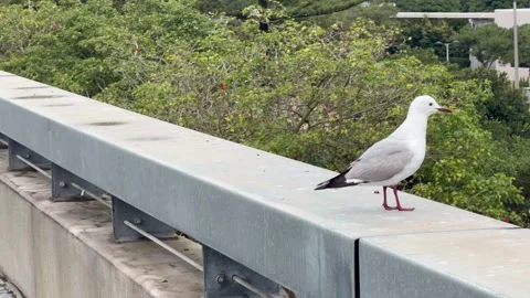 A seagull on a winters day sits on a wall in Green Point Cape Town. Stock Footage 341352096