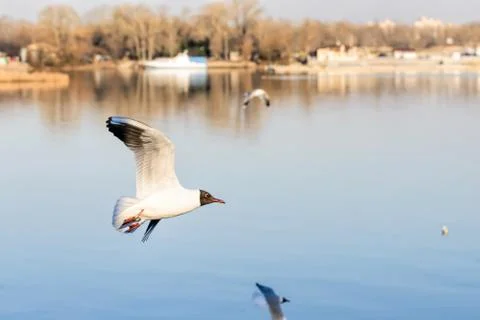 Seagull wit Ring over the Water Photos