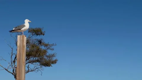 Seagull on wood post at the beach - Close Stock-Footage 200021007