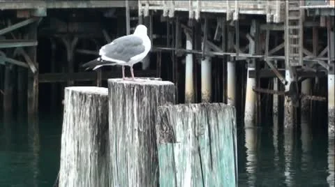 Seagull On Wood Posts On Ocean Pier Video stock 11908160