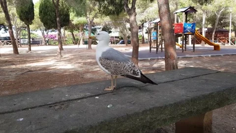 Seagull on a wooden table in a park Stock Footage 202214566