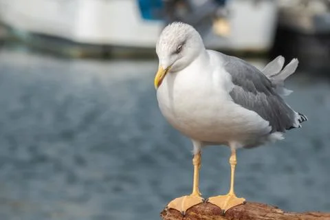 Seagull yellow legged in the harbour Stock Photos