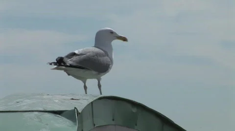 Seagull1 스톡 동영상 599382