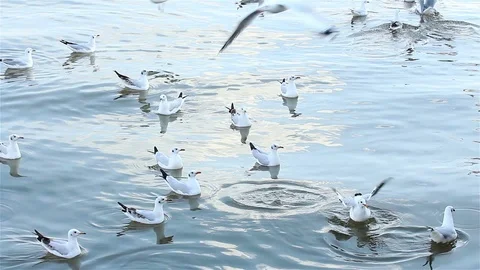 Seagull1 Stock Footage 118720203