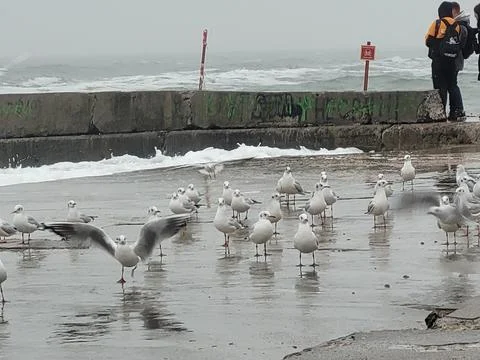 Seagull1 写真素材