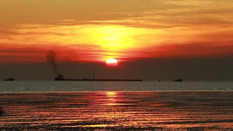 Seagull31 Video stock 126746080