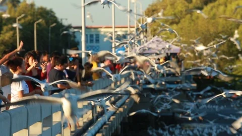 Seagull4 Video stock 126746133