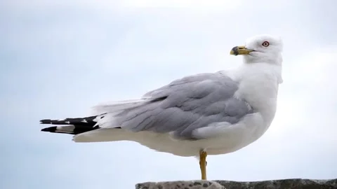 Seagull4 Stock Footage