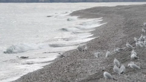Seagull5seagull on the beach Stock Footage 143454398