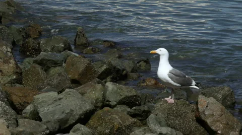 Seagull_01 Stock Footage 477402