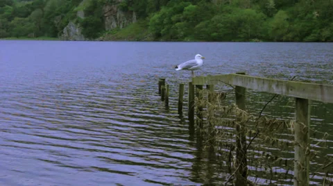 SeagullDefenderoftheLake Stock Footage 38726856