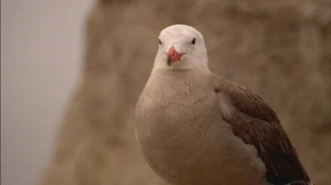 SeagullFlyAway Stockbeeldmateriaal 488385