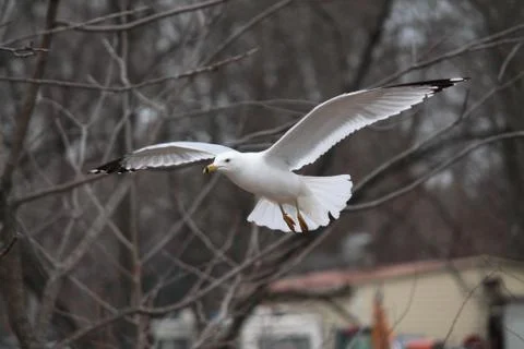 Seagullgull Stock Photos