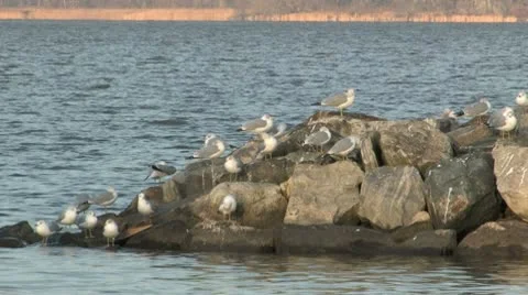 Seagulls 001 Video stock 10306130
