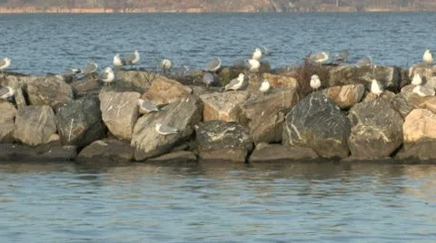 Seagulls 002 Video stock 10306174