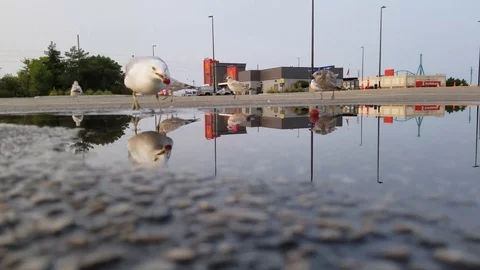 Seagulls 1 Stock Footage 101856409