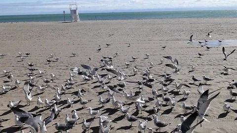 Seagulls at 120 FPS Stock Footage 123452741