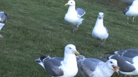 Seagulls 2 Stock Footage 9732517