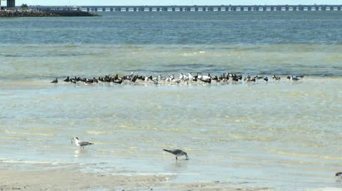 Seagulls 2 Stock Footage 24465650