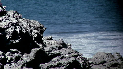 Seagulls #2 Stock Footage 32661158