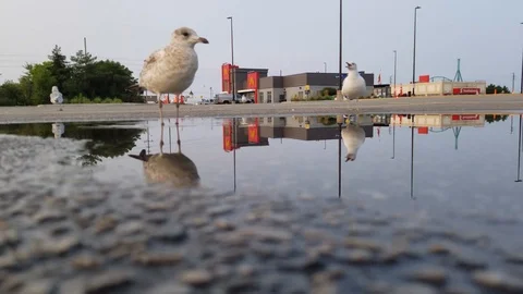Seagulls 3 Stock Footage 101856404