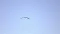 Seagulls 480fps 02 Slow Motion x16 HD Footage