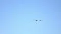 Seagulls 480fps 05 Slow Motion x16 HD Footage