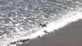 Seagulls 480fps 06 Slow Motion x16 HD Footage
