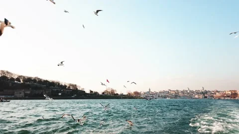 Seagulls 4k Video stock 132560905