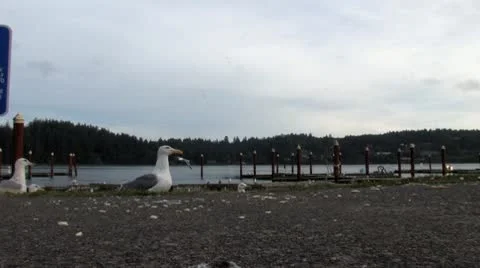 Seagulls 6 Stock-Footage 9736074