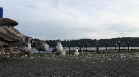 Seagulls 7 Stock-Footage 9737511