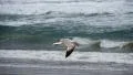 Seagulls 96fps 01 Slow Motion x4 HD Footage
