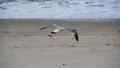 Seagulls 96fps 04 Slow Motion x4 HD Footage