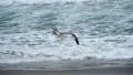 Seagulls 96fps 05 Slow Motion x4 HD Footage