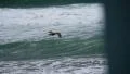 Seagulls 96fps 09 Slow Motion x4 HD Footage