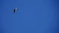 Seagulls 96fps 12 Slow Motion x4 HD Footage