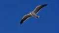 Seagulls 96fps 13 Slow Motion x4 HD Footage