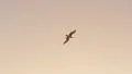 Seagulls 96fps 14 Slow Motion x4 HD Footage