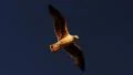 Seagulls 96fps 16 Slow Motion x4 HD Footage