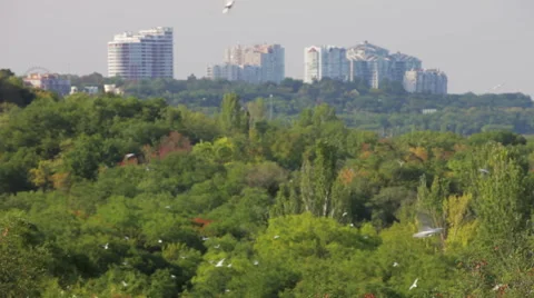 Seagulls above the town Stock Footage 51263998